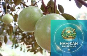 vườn vú sữa lò rèn vĩnh kim