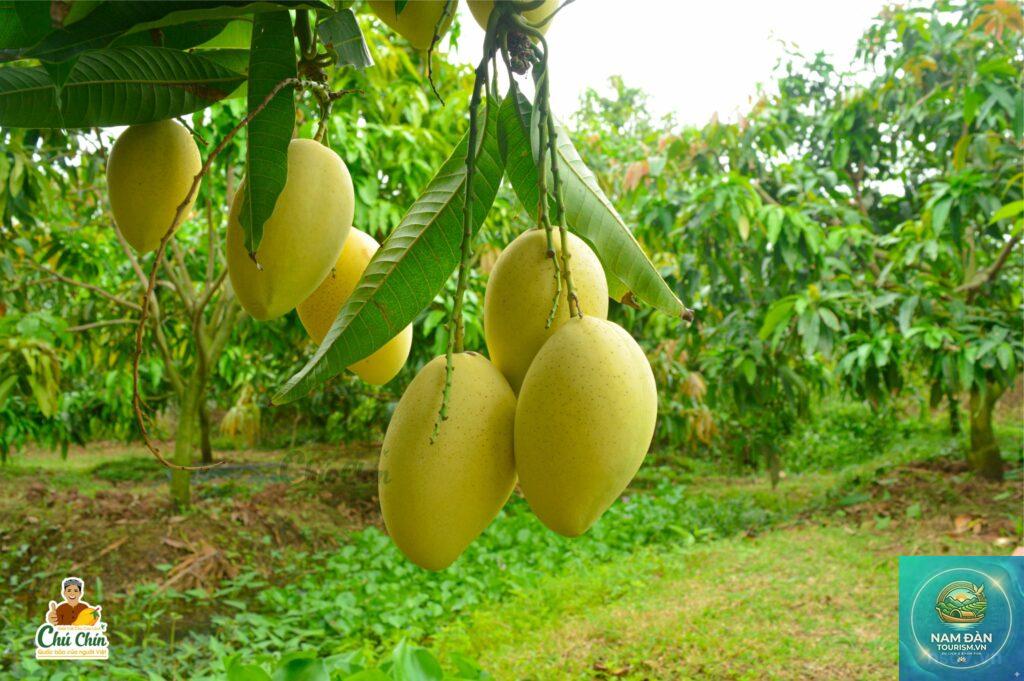 vườn xoài cát chu cao lãnh