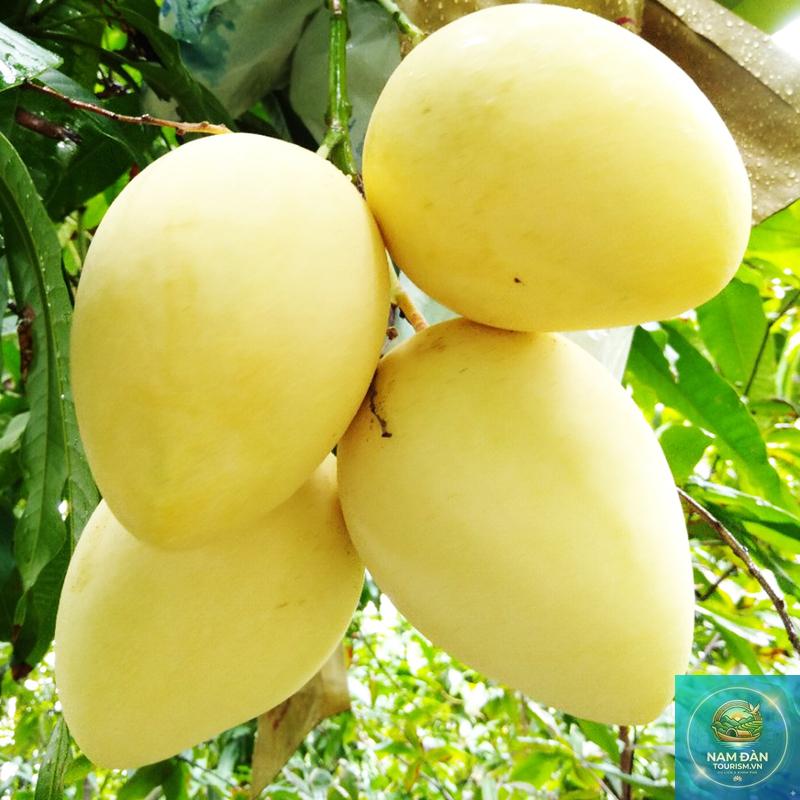 vườn xoài cát chu cao lãnh - Hình 2