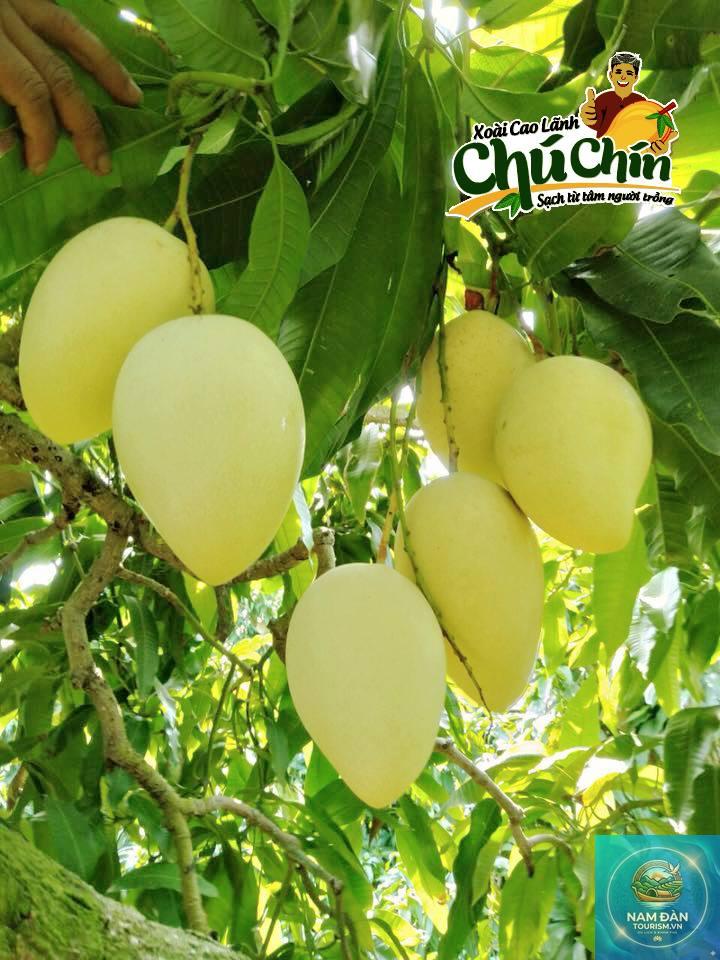 vườn xoài cát chu cao lãnh - Hình 3