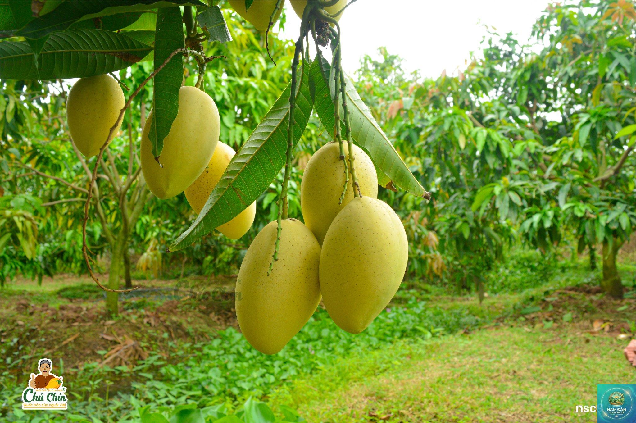 vườn xoài cát chu cao lãnh - Hình 1