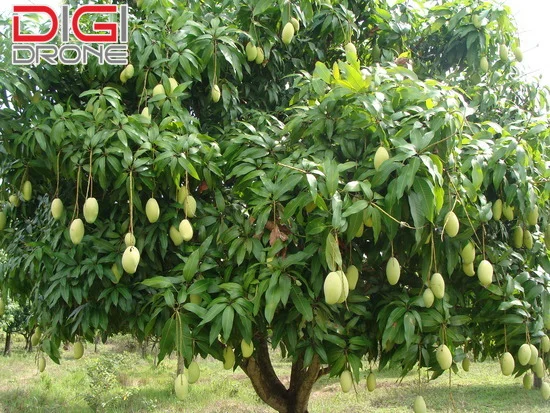 vườn xoài cát hòa lộc - Hình 4