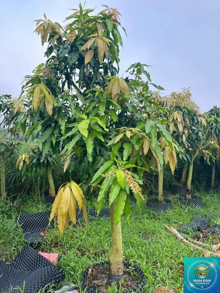 vườn xoài cát hòa lộc
