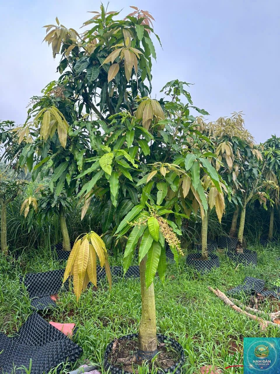 vườn xoài cát hòa lộc - Hình 1