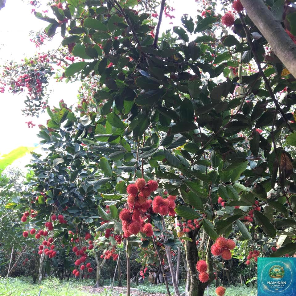 vương quốc trái cây cái mơn - Hình 2
