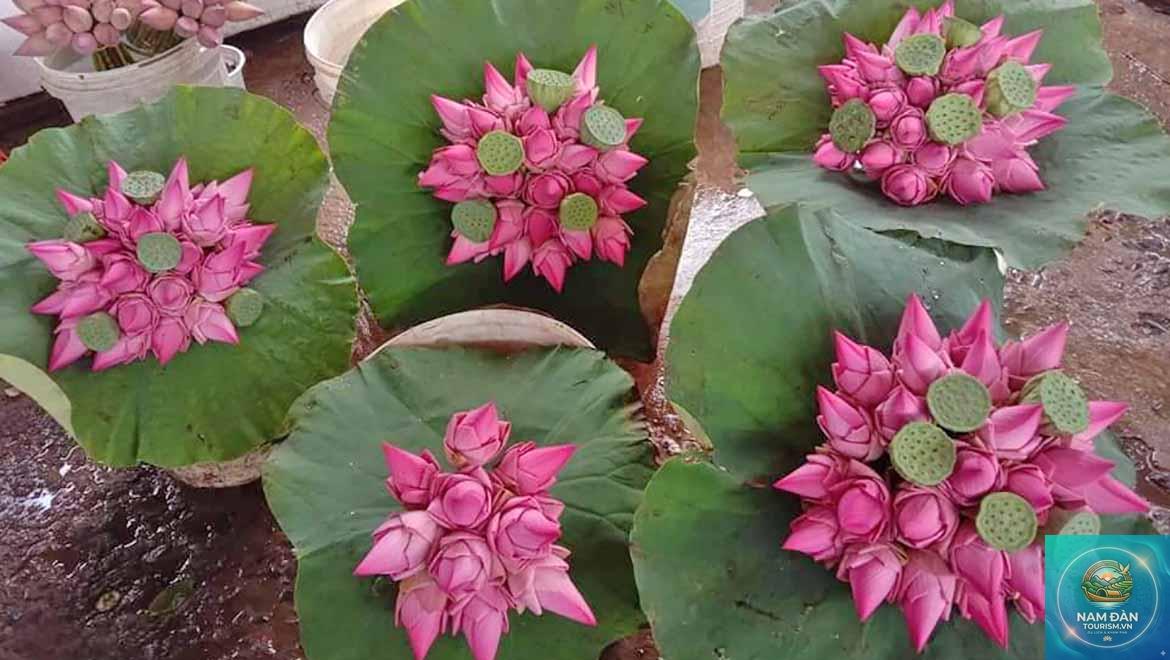 hoa sen cúng - Hình 4