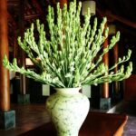Hướng dẫn chi tiết cách thay hoa bàn thờ chuẩn tâm linh, giữ hương sắc trọn vẹn thay hoa bàn thờ